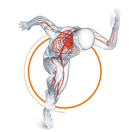 Illustration of the human circulatory system